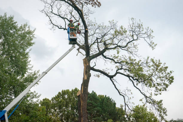 Best Hazardous Tree Removal  in Dunkirk, MD