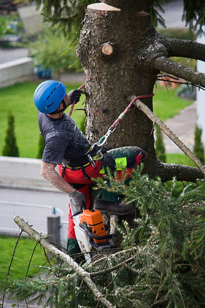 Best Tree Maintenance Programs  in Dunkirk, MD