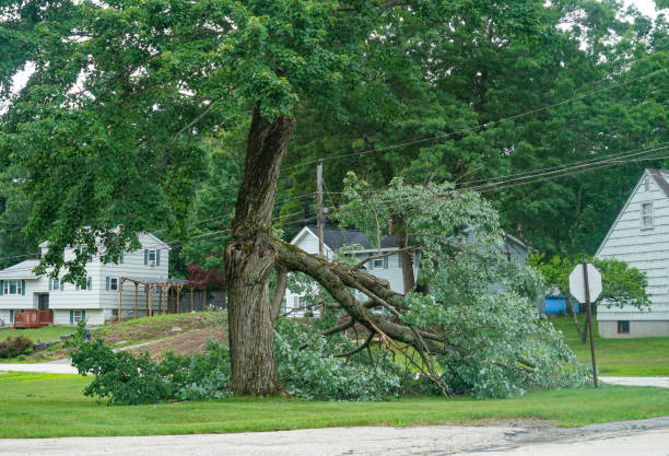 Best Commercial Tree Services  in Dunkirk, MD