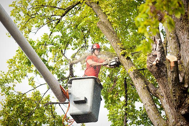 Best Tree Risk Assessment  in Dunkirk, MD